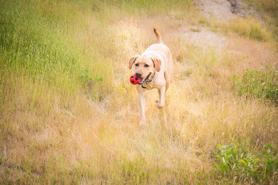Paso Robles Wedding and Family Photographer 81.jpg