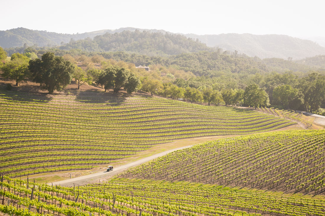 Paso Robles Wedding and Family Photographer 002.jpg