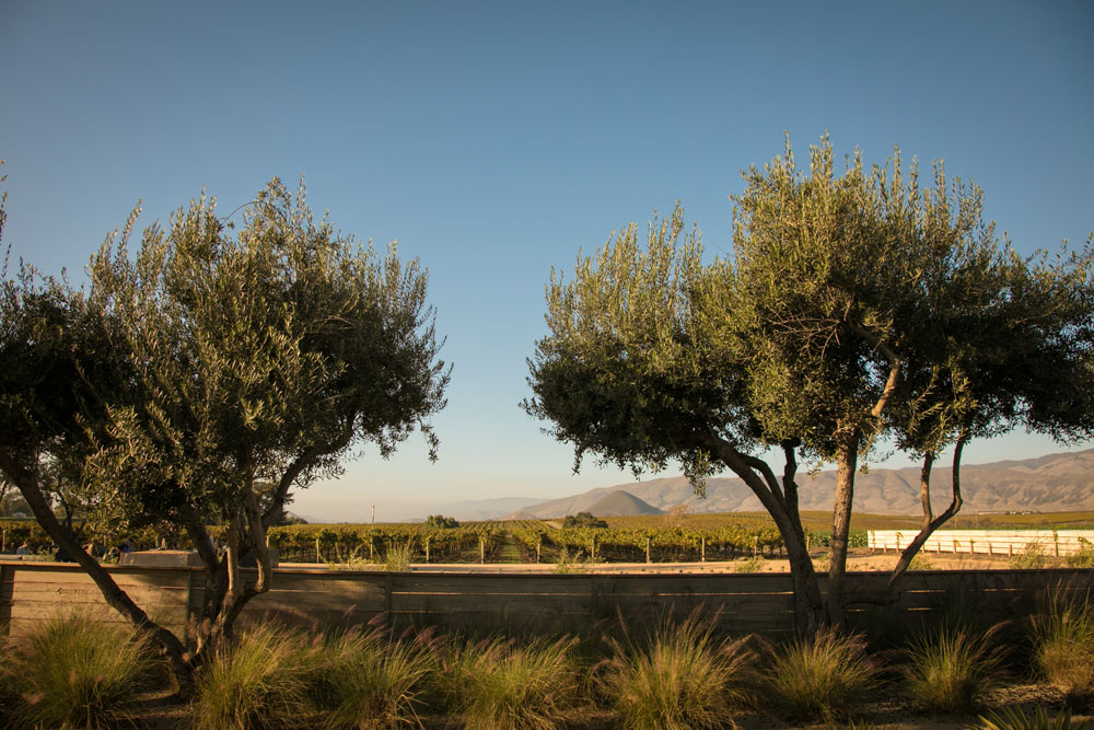 San Luis Obispo Wedding Photographer Biddle Ranch Vineyard House 111.jpg