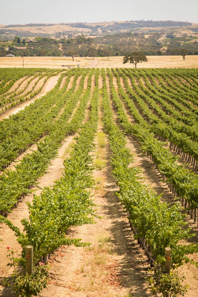 Paso Robles Wedding Photographer Still Waters Vineyards 001.jpg