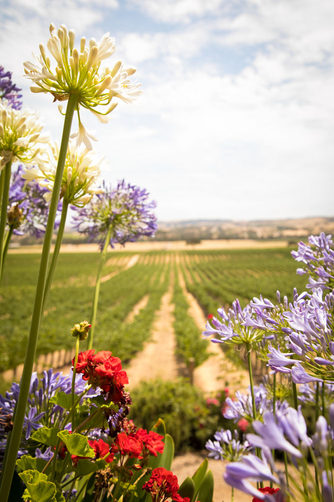 Paso Robles Wedding Photographer Still Waters Vineyard001.jpg