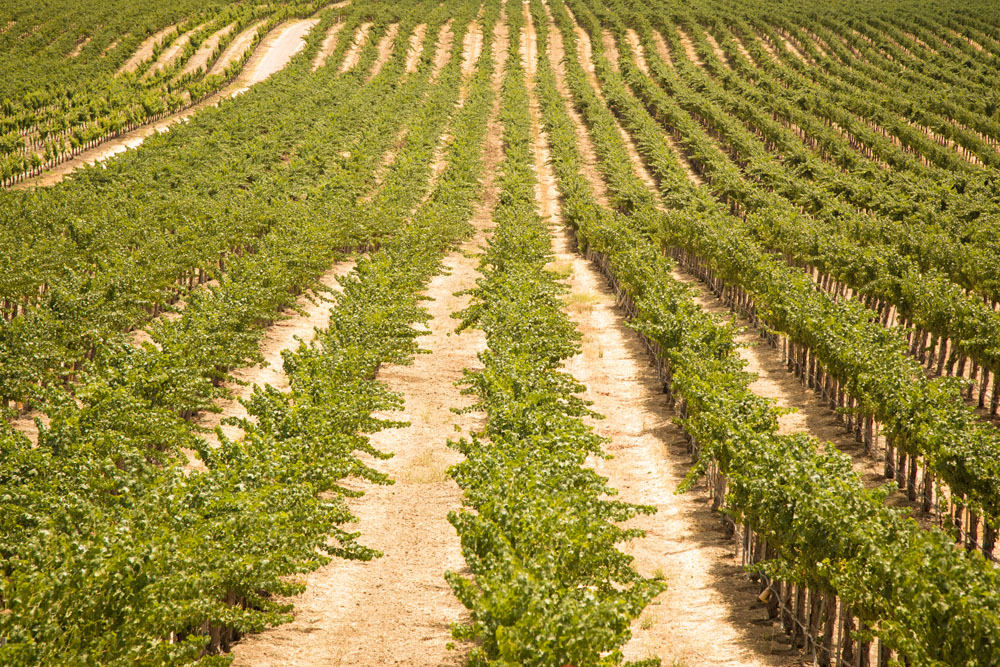 Paso Robles Wedding Photographer Still Waters Vineyard002.jpg