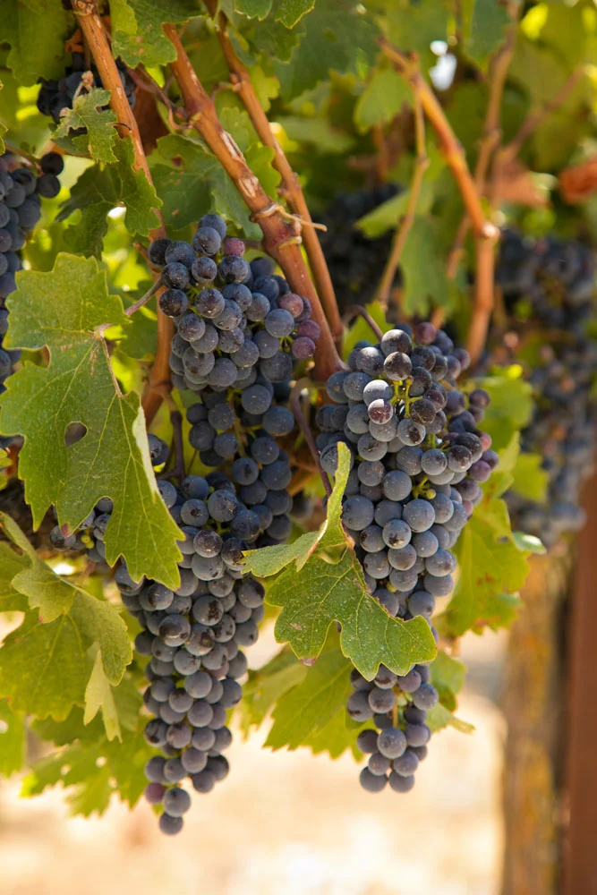 Paso Robles Wedding Photographer Tooth and Nail Winery 002.jpg