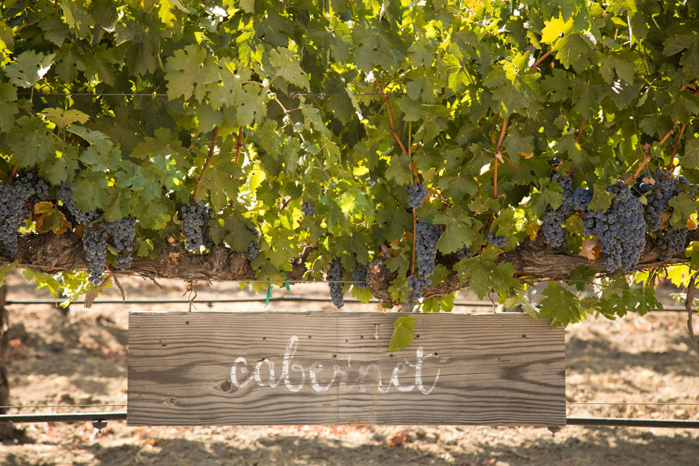 Paso Robles Wedding Photographer Vintage Ranch 049.jpg