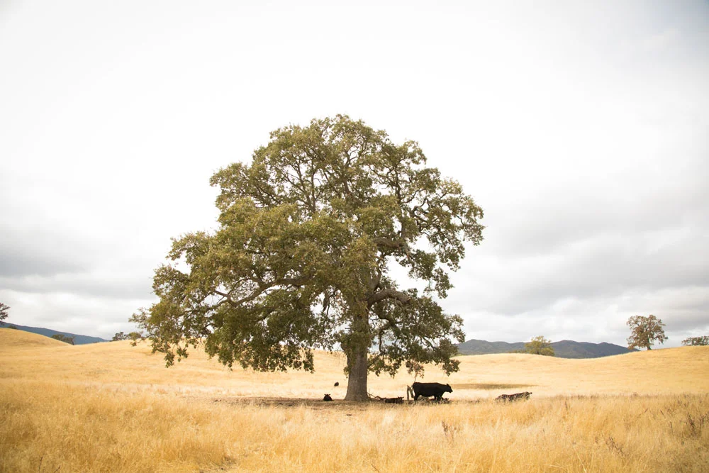 Paso Robles Wedding Photographer Santa Margarita Ranch  007.jpg