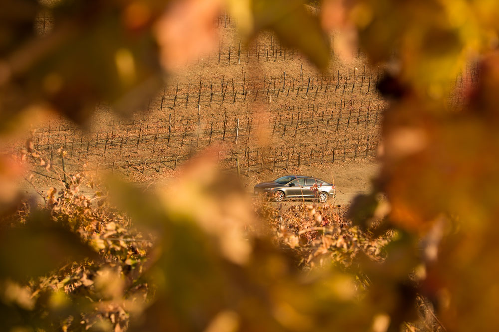 Paso Robles Proposal and Wedding Photographer Opolo Vineyards 003.jpg