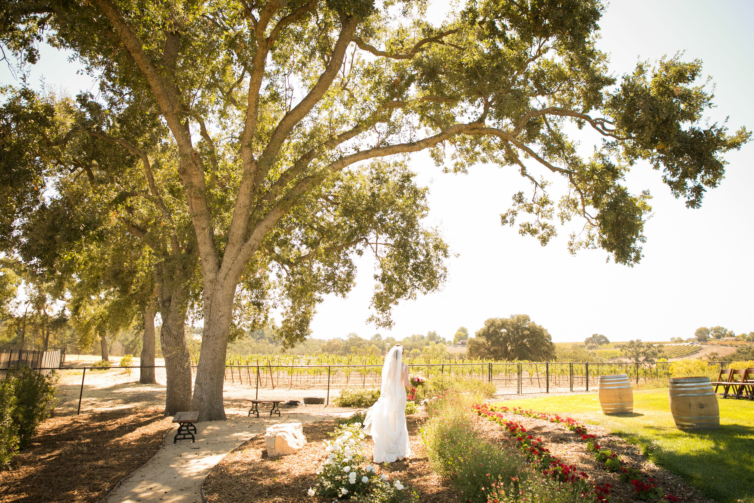 Paso Robles Wedding Photographer Arbor Oaks Vineyard 038.jpg