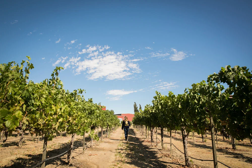 Paso Robles Senior Portrait Photographer Tobin James Cellars 033.jpg