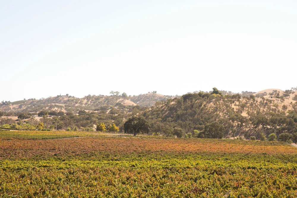 Paso Robles Wedding Photographer Cass Vineyard and Winery 001.jpg