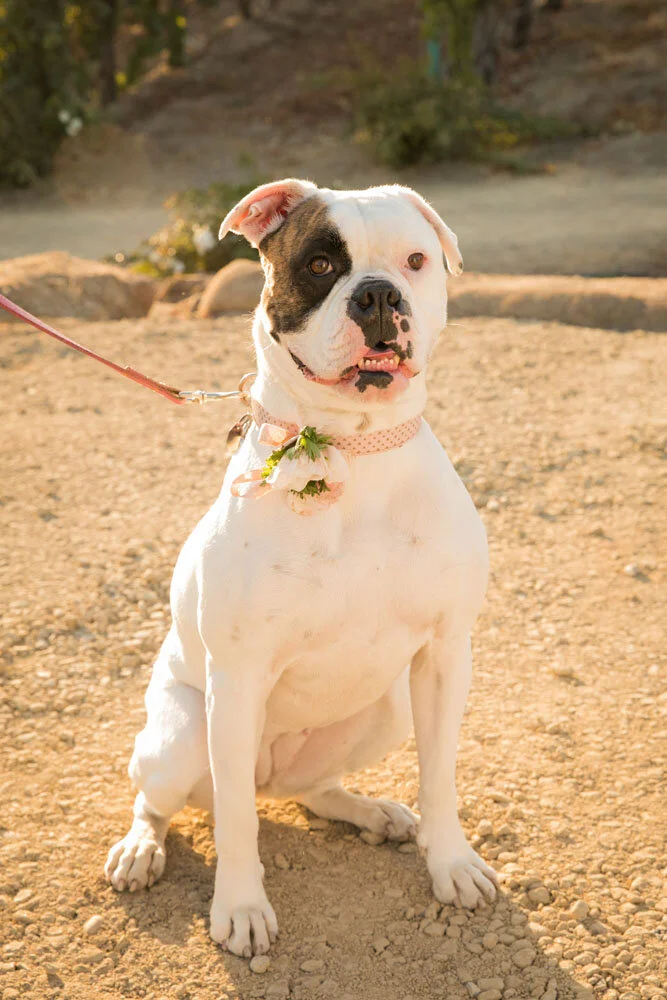 Paso Robles Wedding Photographer Cass Vineyard and Winery 098.jpg