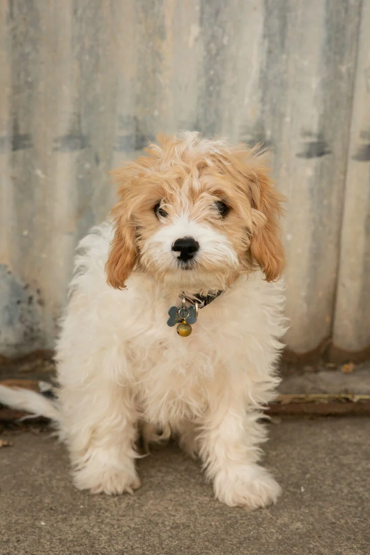 Paso Robles Family Photographer Downtown Paso Robles 094.jpg