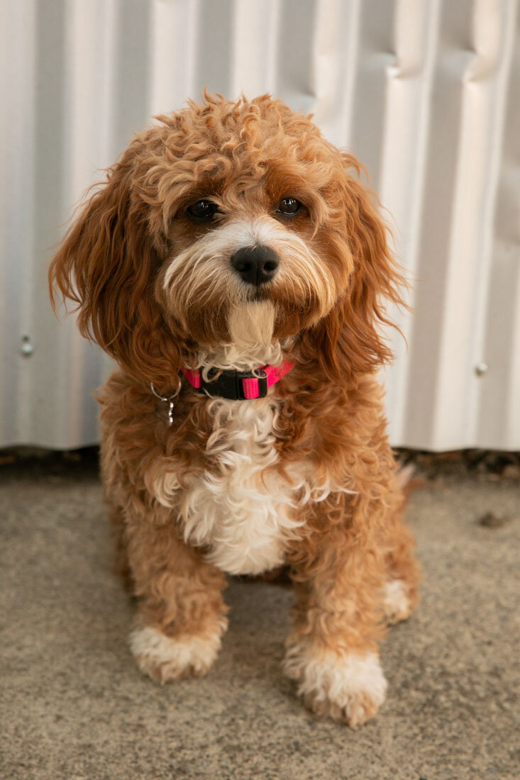 Paso Robles Family Photographer Downtown Paso Robles 095.jpg