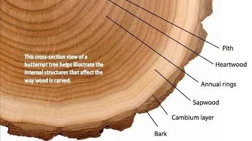 understanding+wood.jpeg