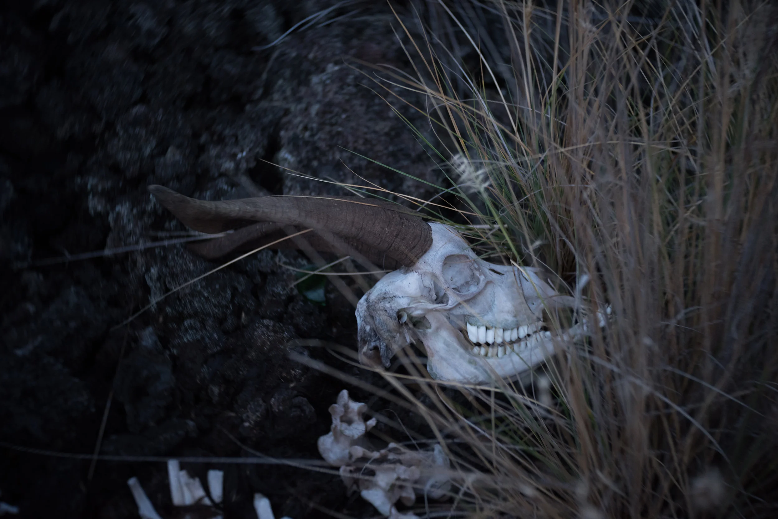 konaskull2.jpg