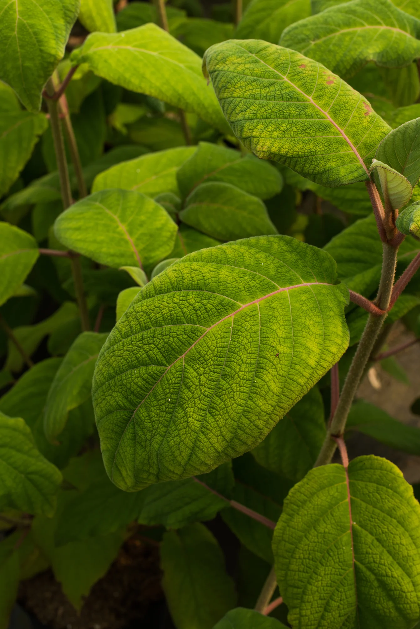 Winrow Nursery