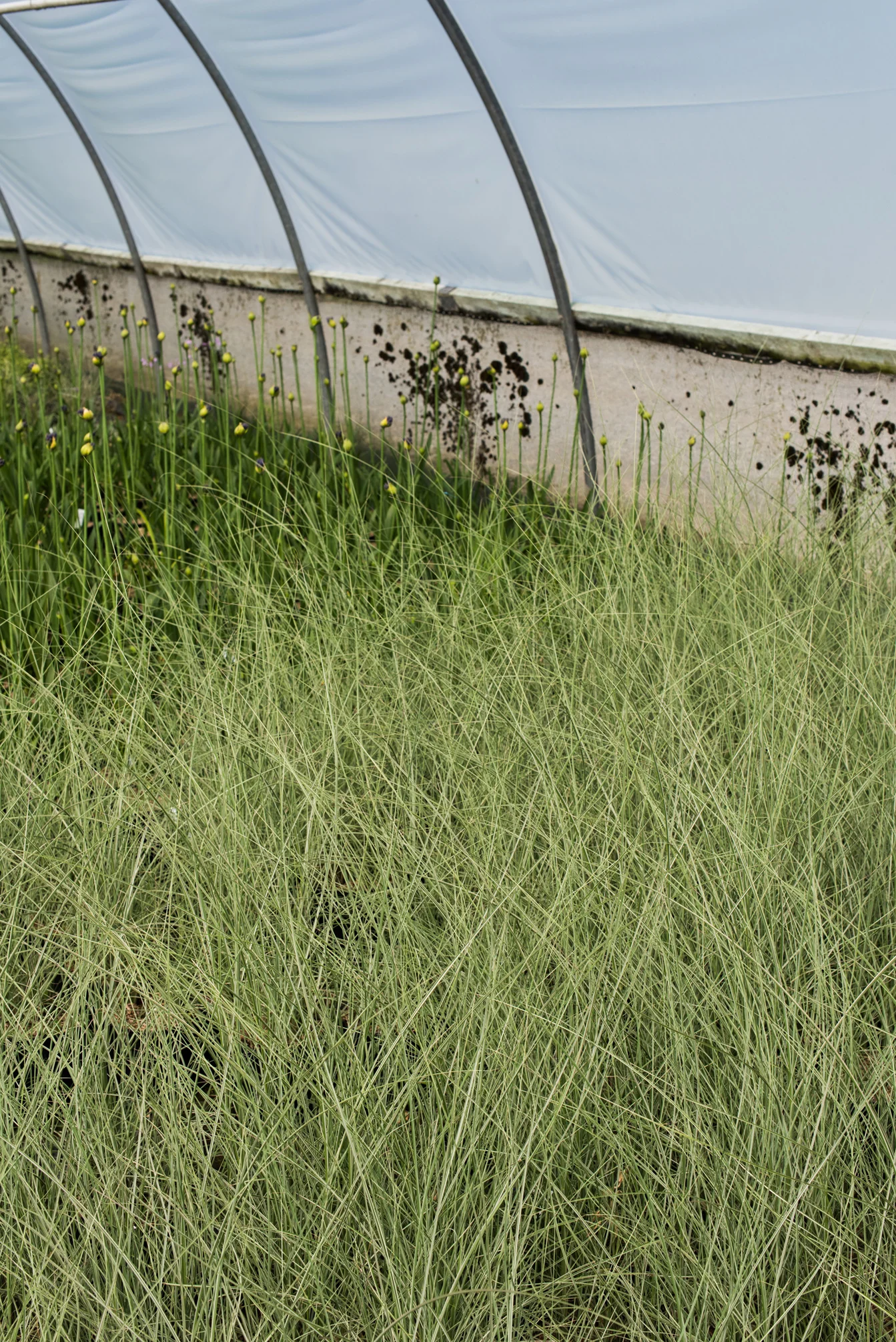 Winrow Nursery