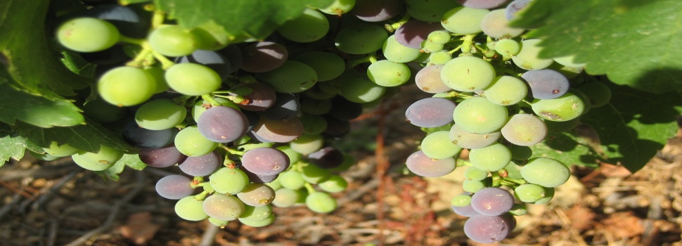 Merlot Grapes— Heron Vineyard - St Chinian, France