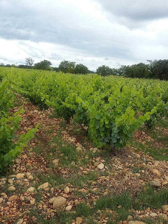 Laely in the vineyard