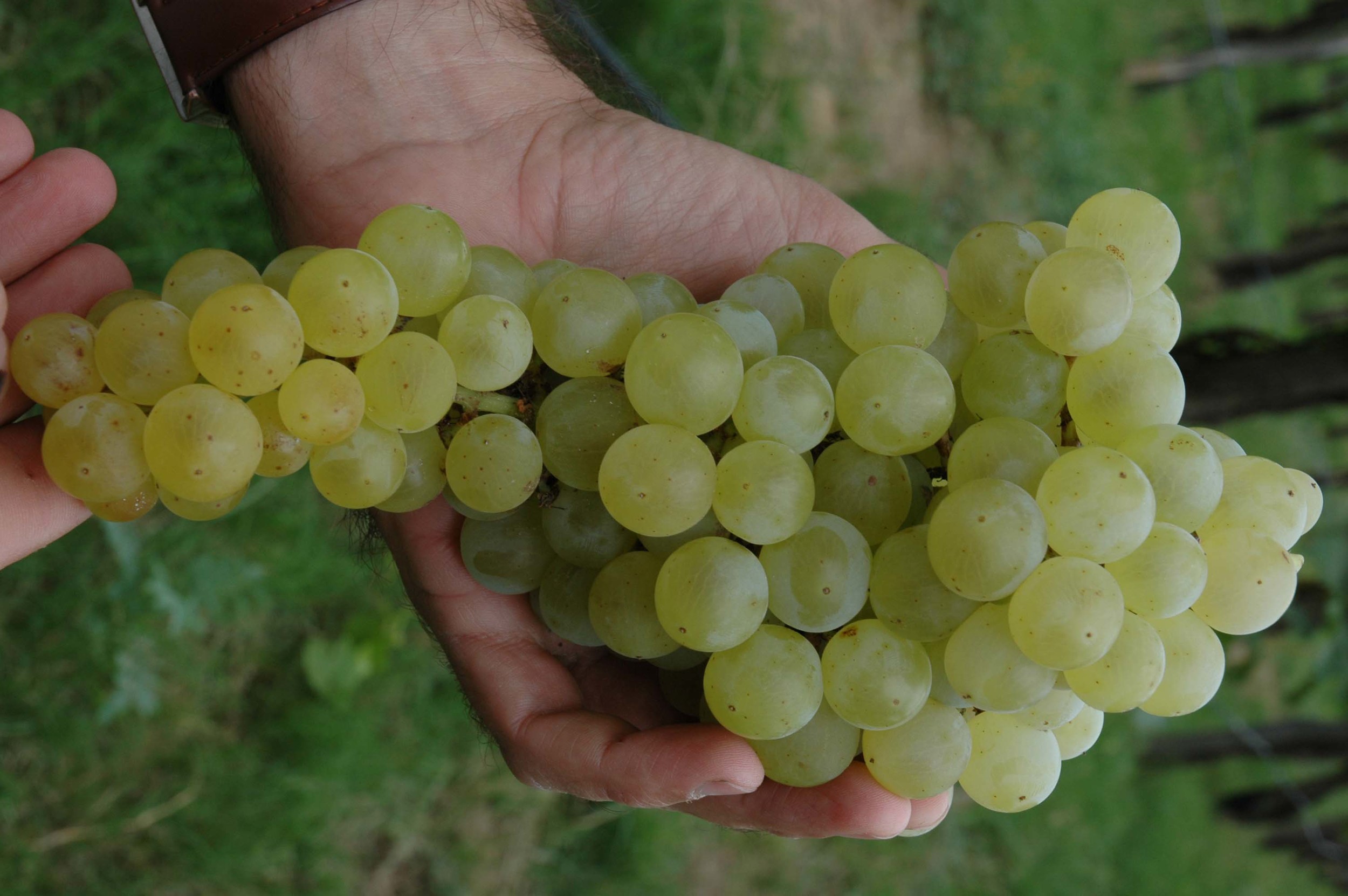 lariojana-grapes(17).jpg