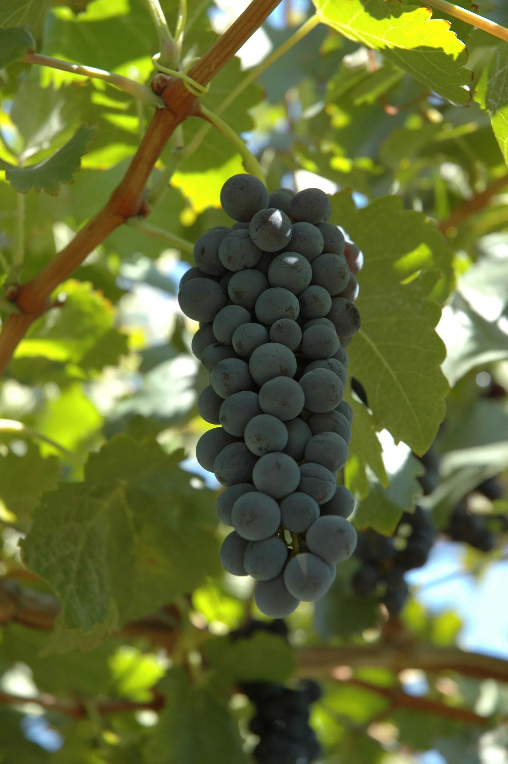 lariojana-grapes(20).jpg