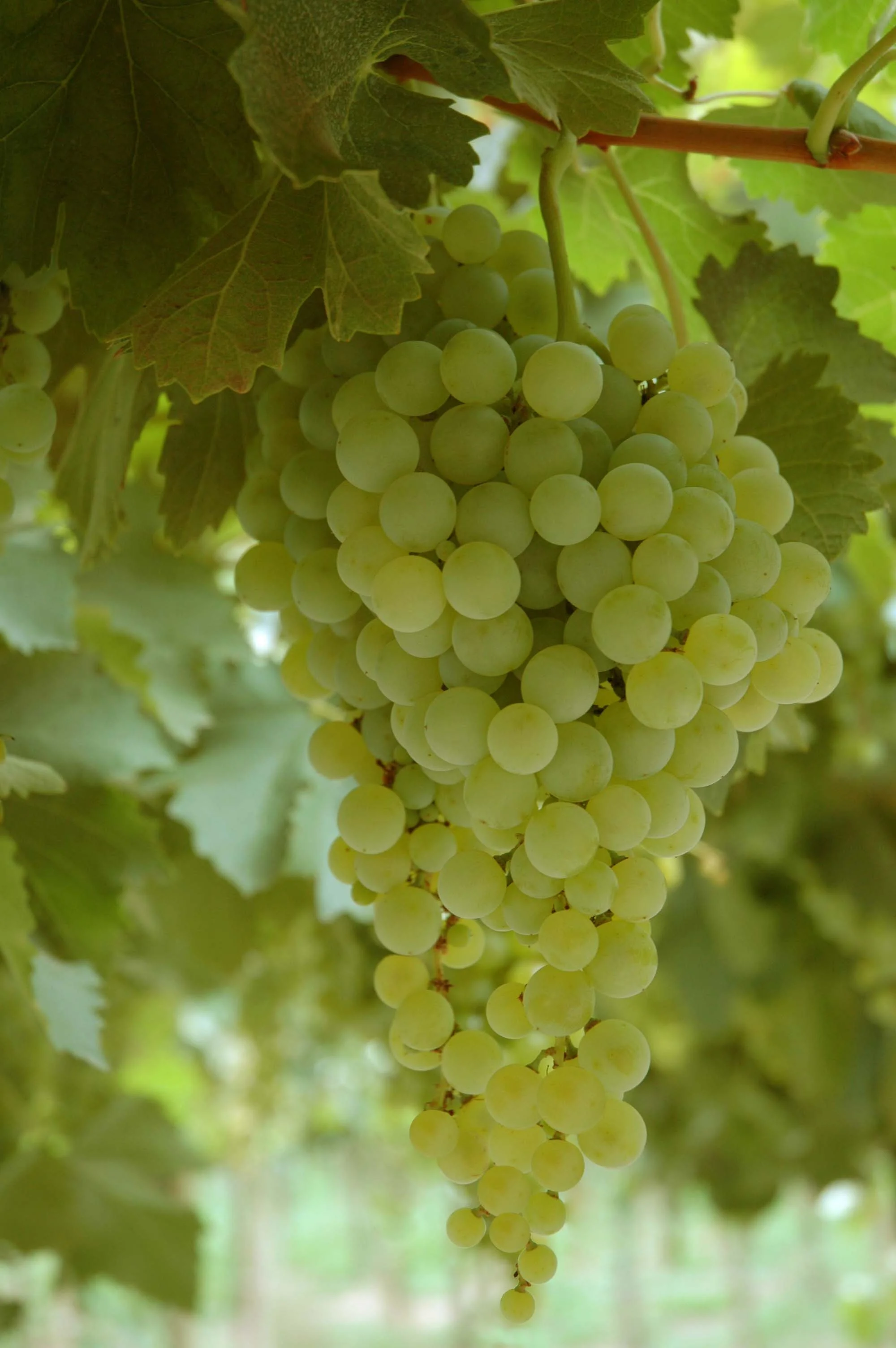 lariojana-grapes(21).jpg