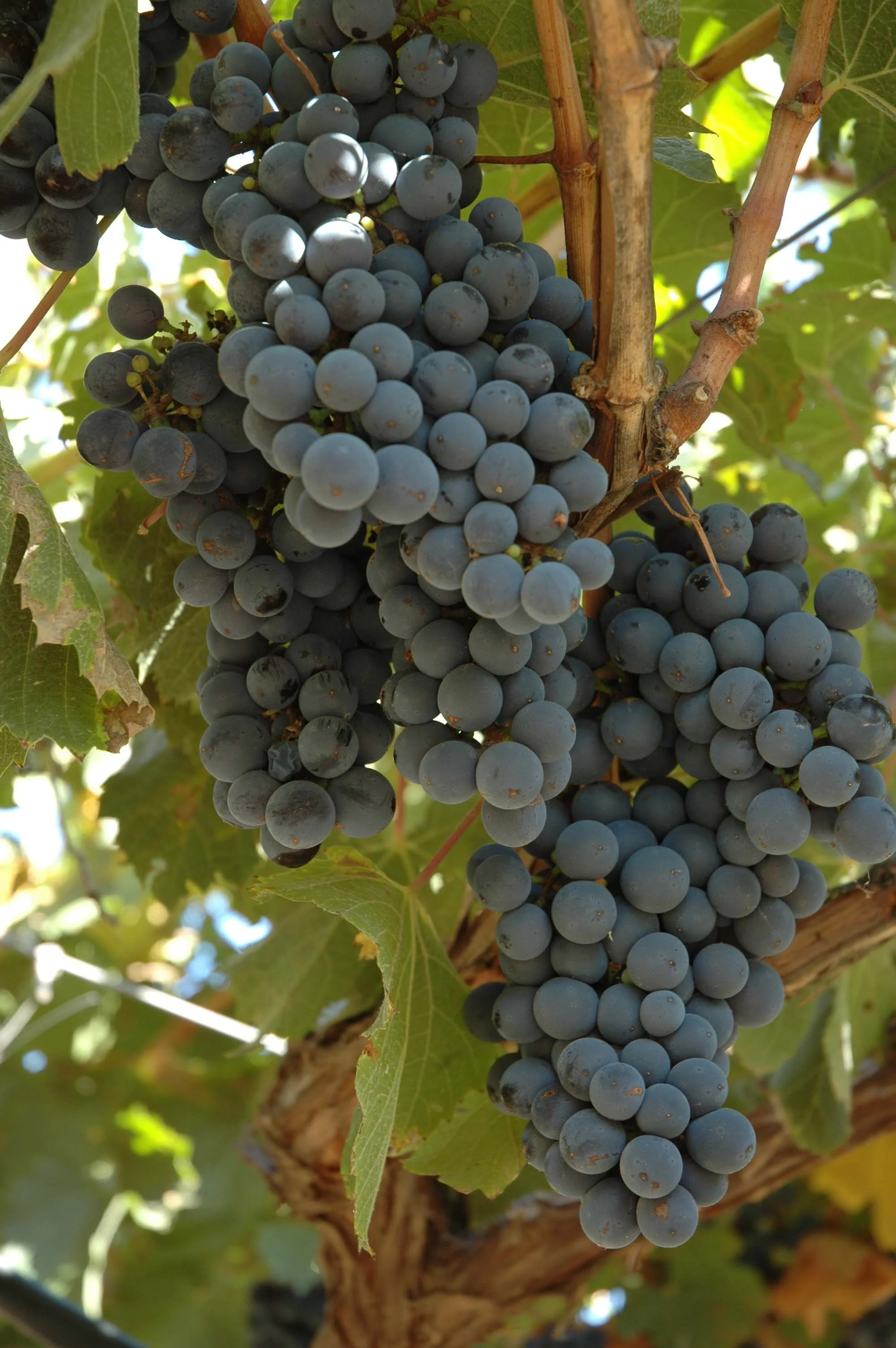 lariojana-grapes(22).jpg