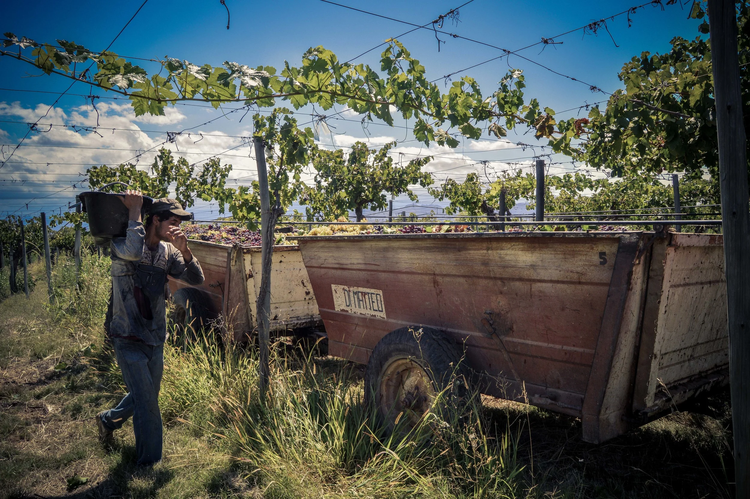lariojana-harvest(10).jpg
