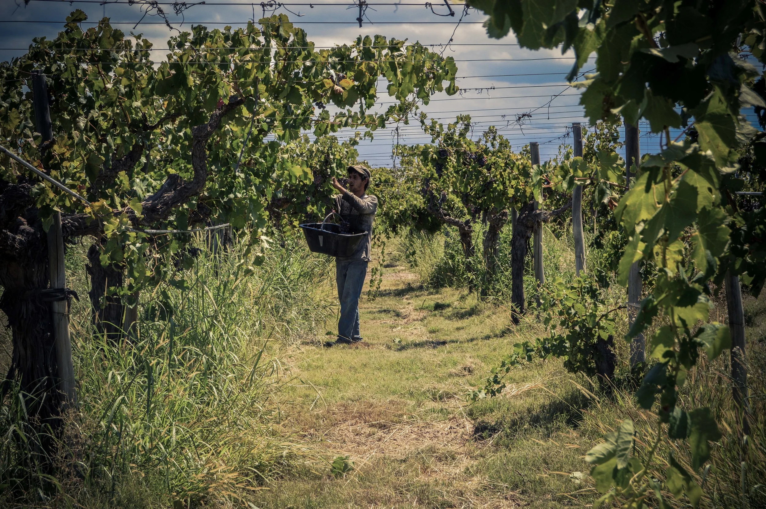 lariojana-harvest(12).jpg