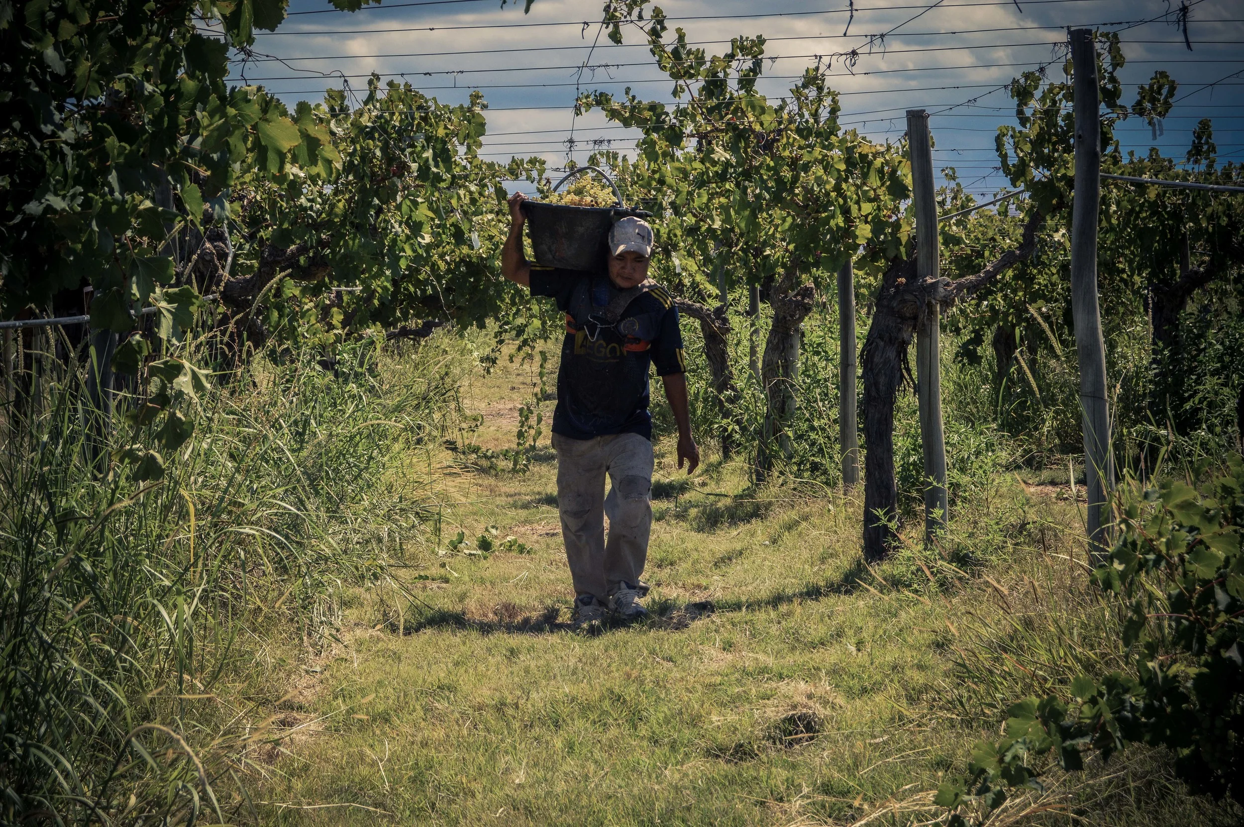 lariojana-harvest(16).jpg