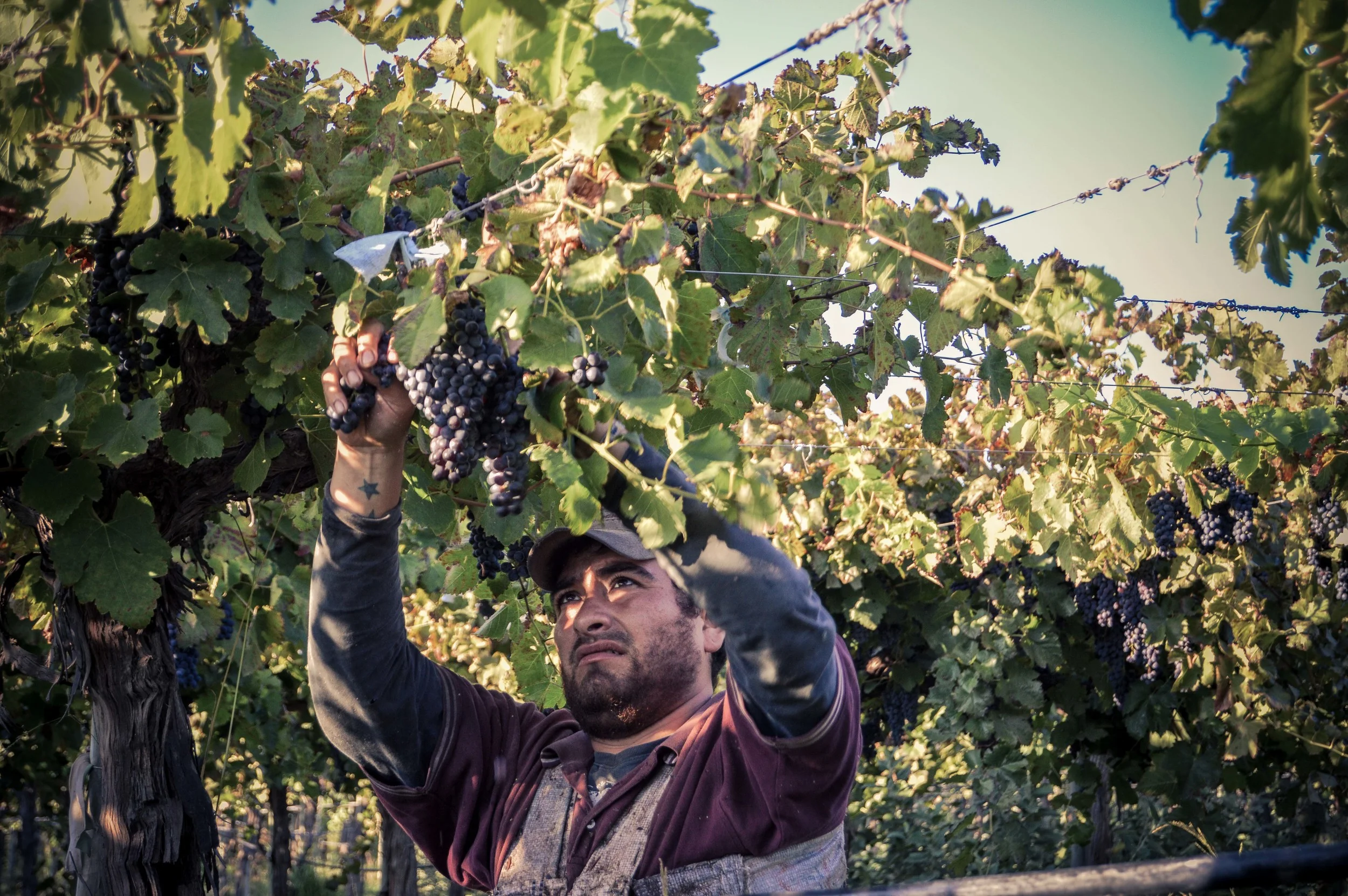 lariojana-harvest(18).jpg