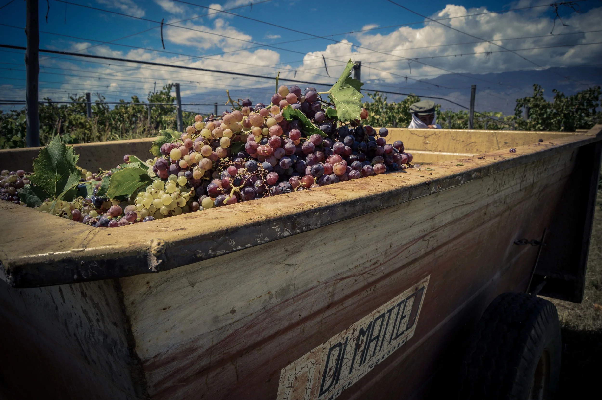 lariojana-harvest(19).jpg