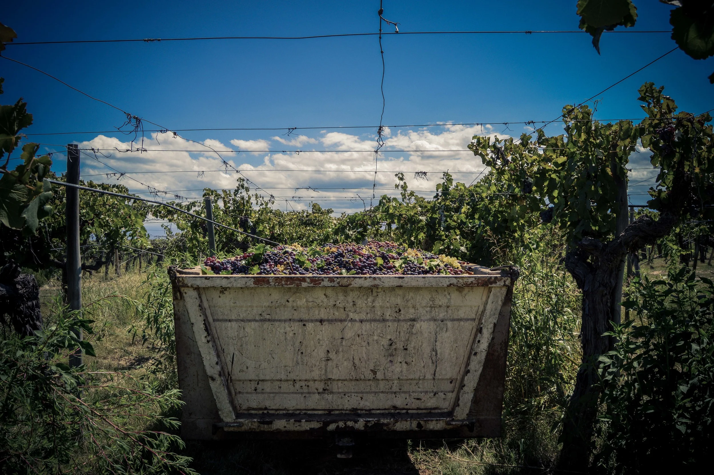 lariojana-harvest(20).jpg