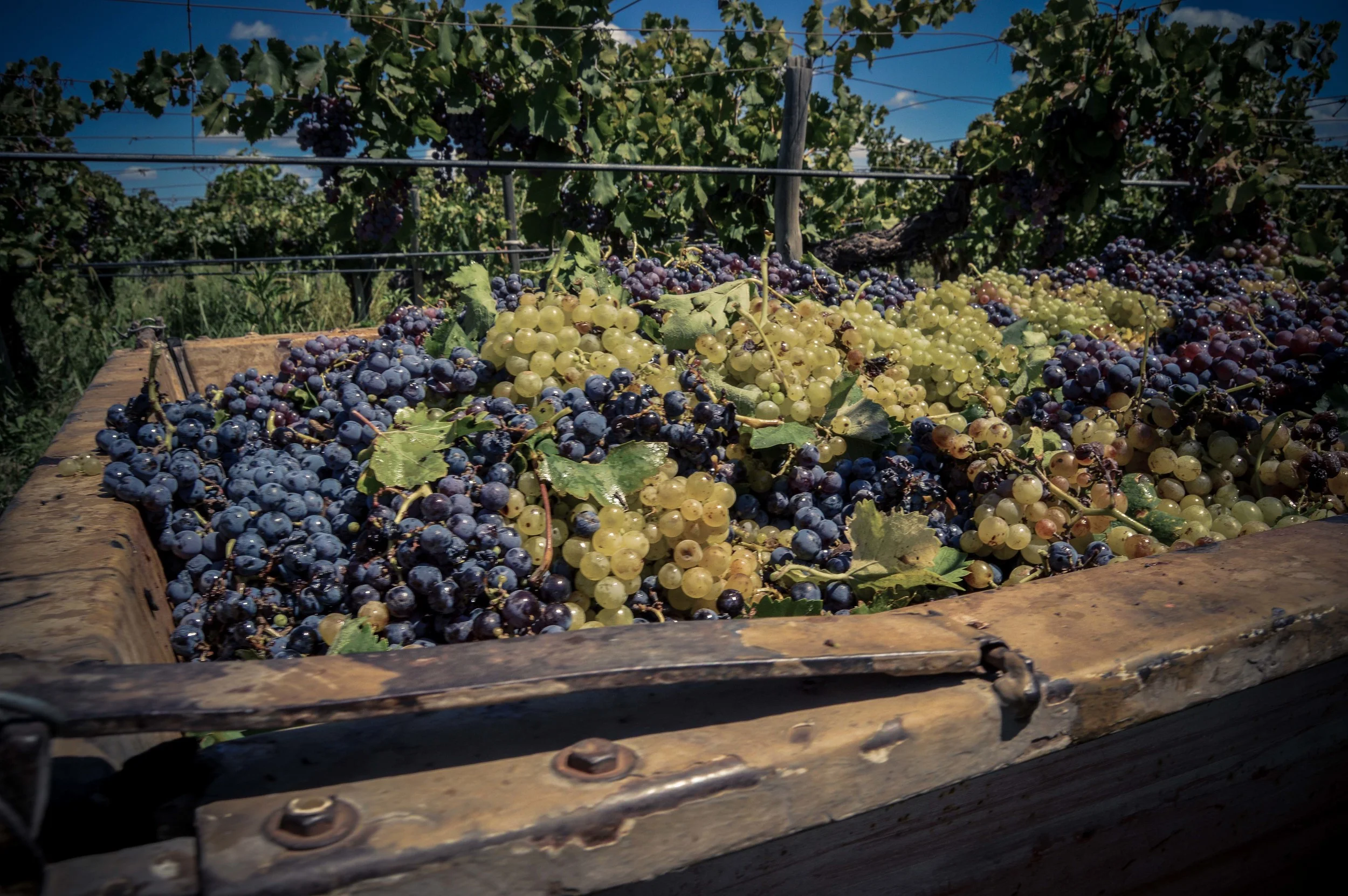lariojana-harvest(21).jpg