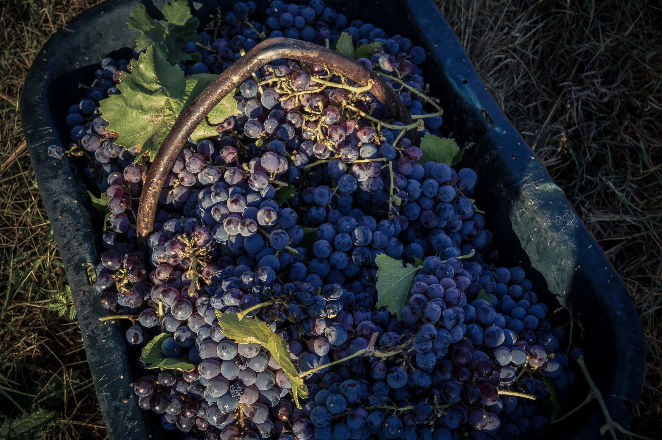 lariojana-harvest(30).jpg