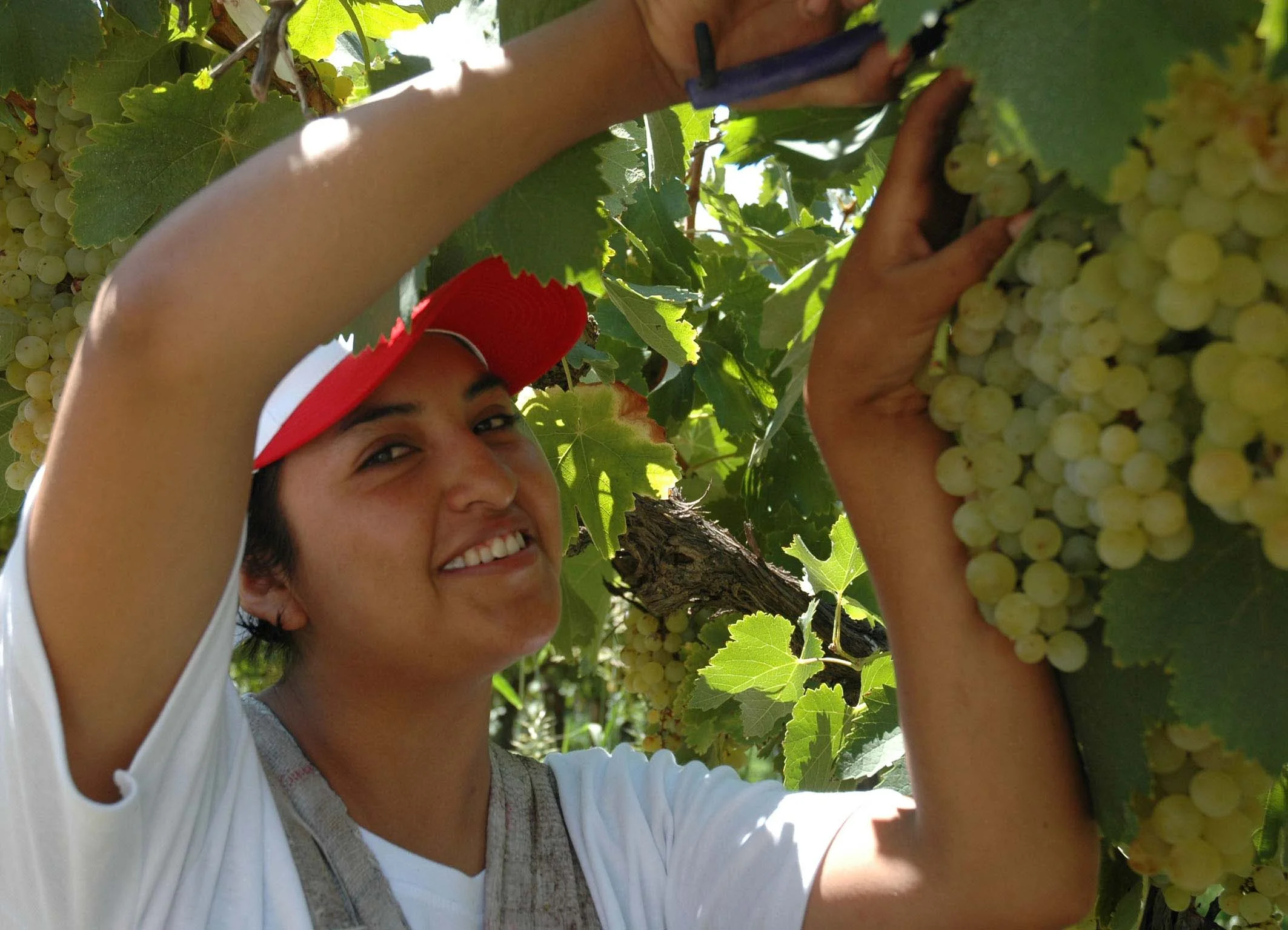 lariojana-harvest(32).jpg