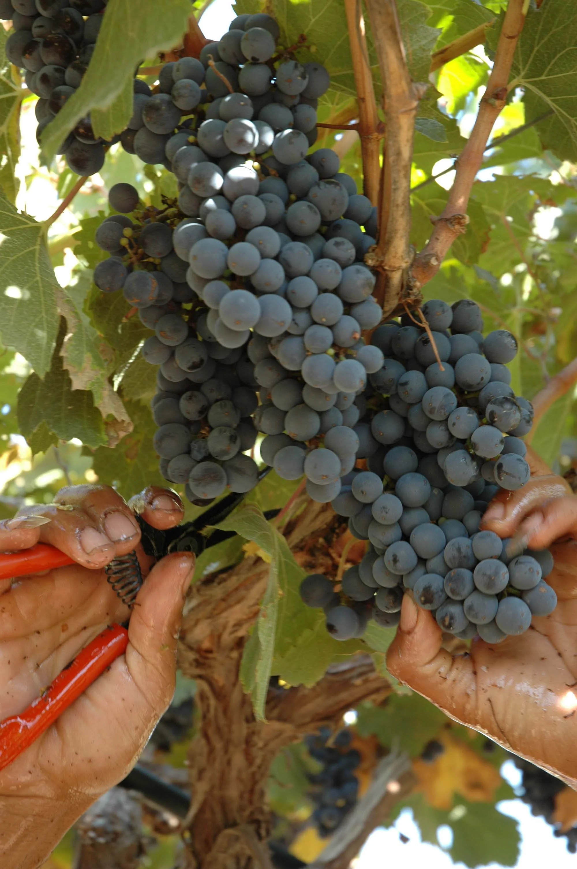 lariojana-harvest(33).jpg