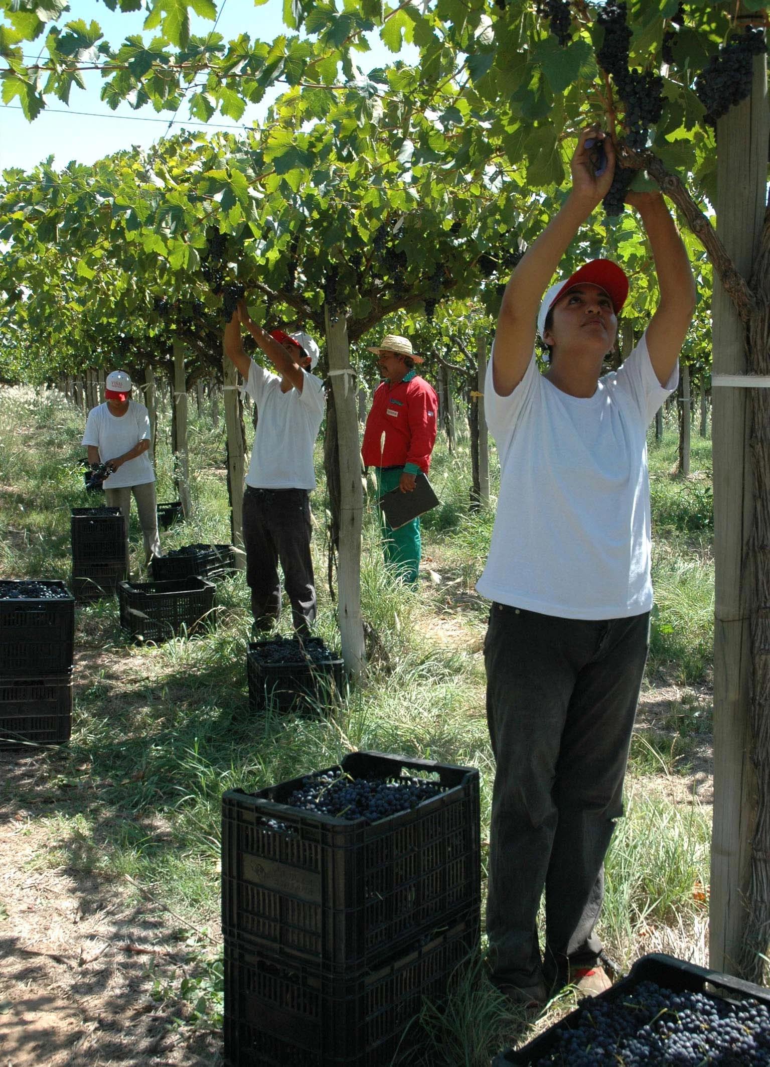 lariojana-harvest(36).jpg