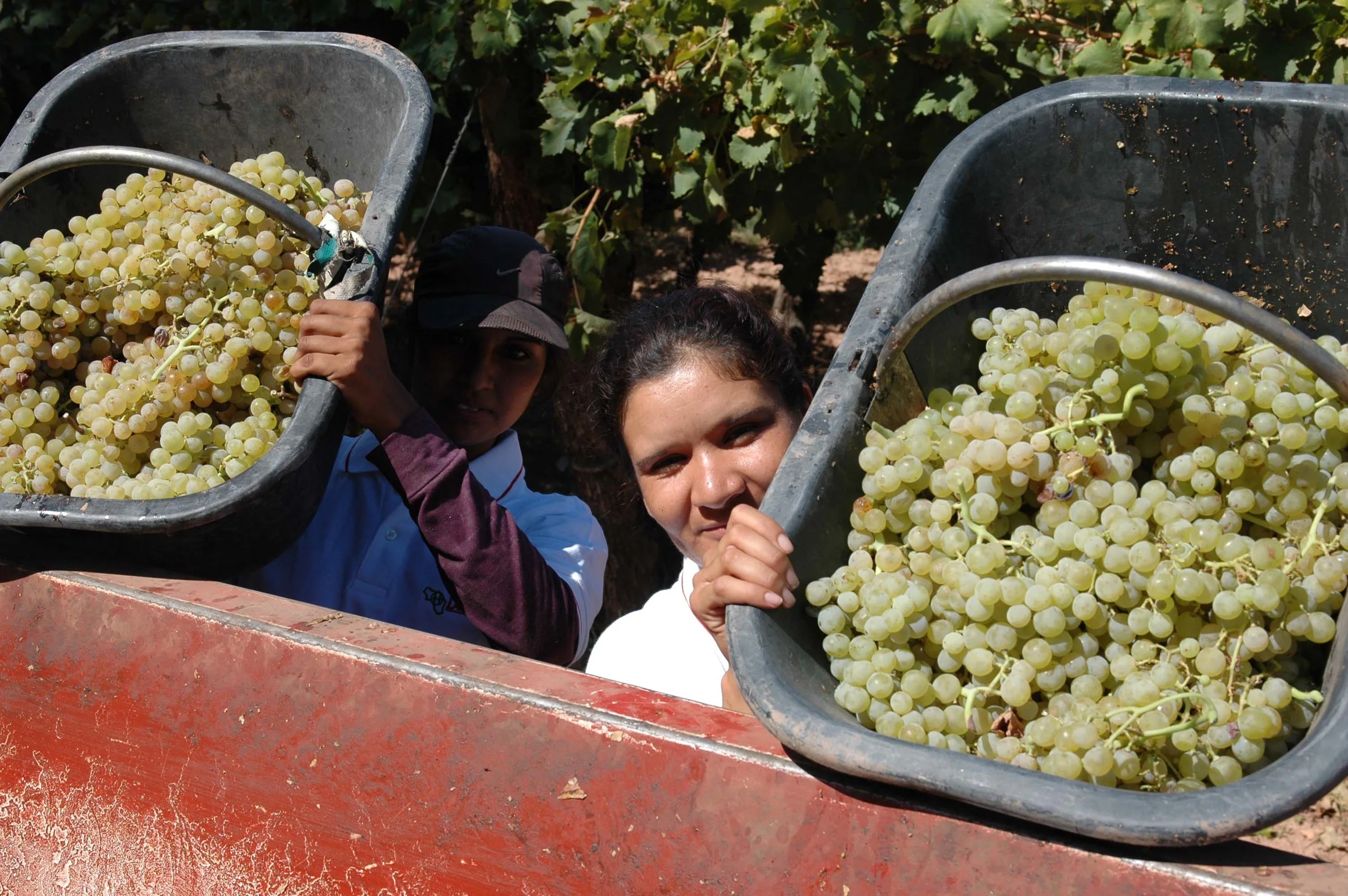 lariojana-harvest(41).jpg