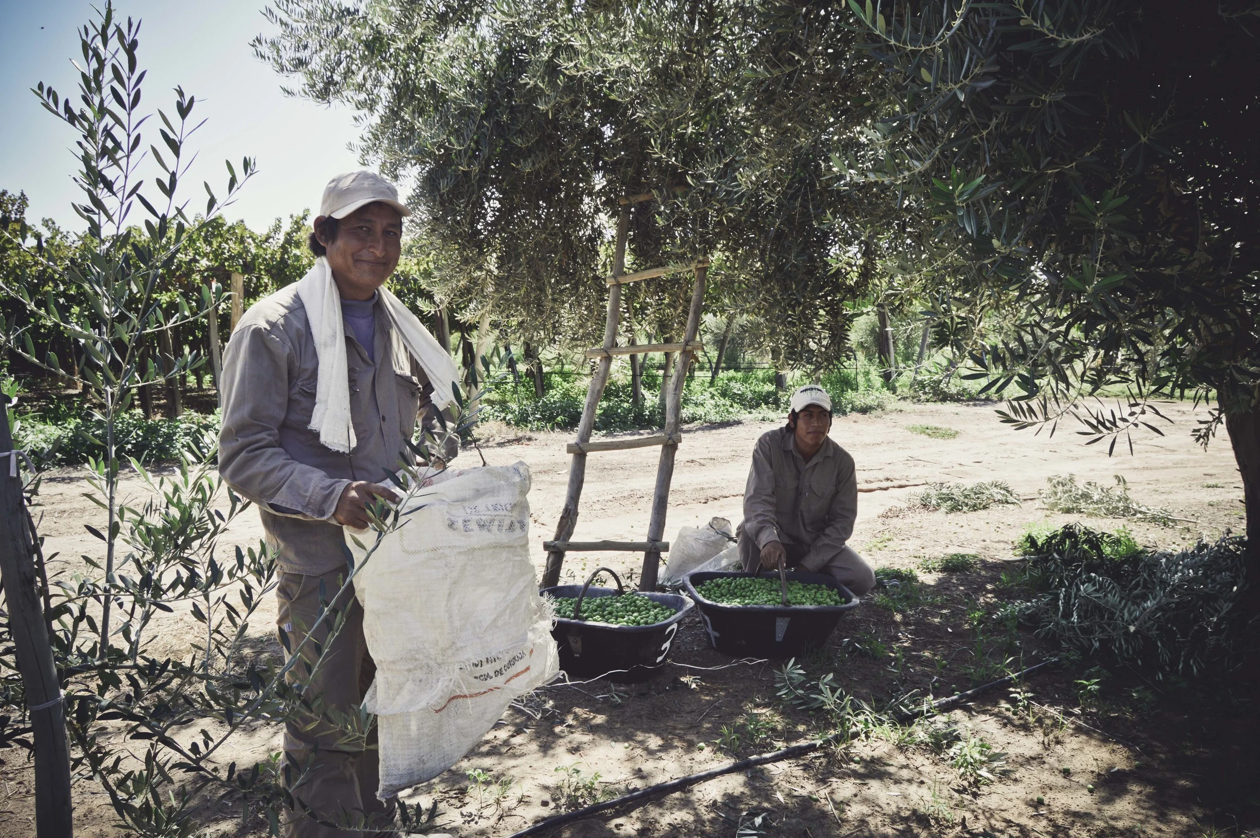 lariojana-oliveoil(1).jpg