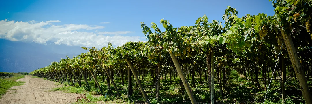 lariojana-vineyards(10)_web.jpg