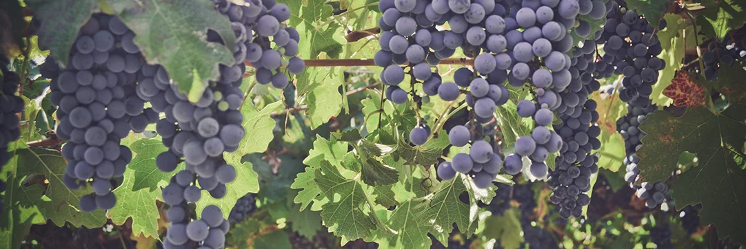 lariojana-grapes_web.jpg