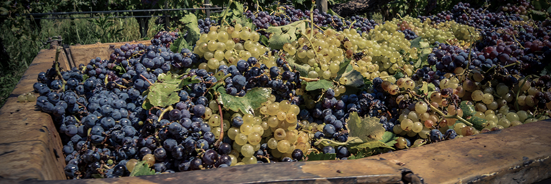lariojana-grapes.jpg