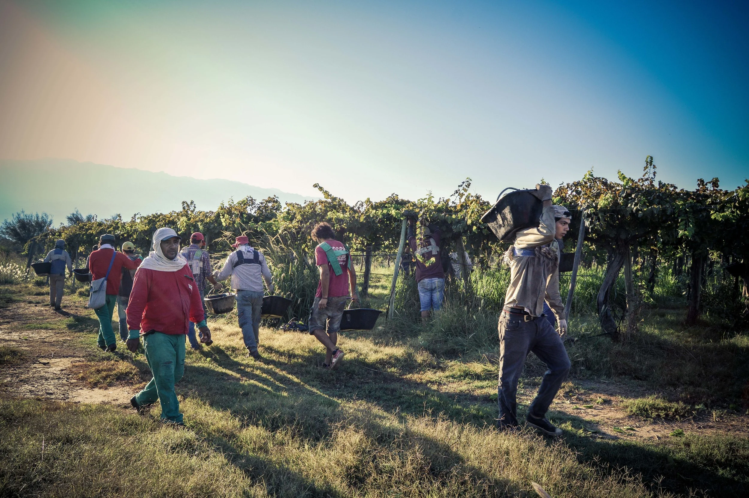 What Fairtrade wine means to the Fairtrade movement