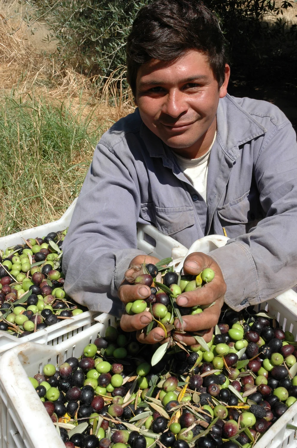 Olive Oil — La Riojana