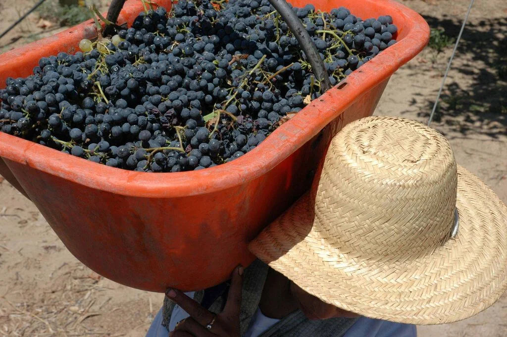 Organic Wine In Argentina
