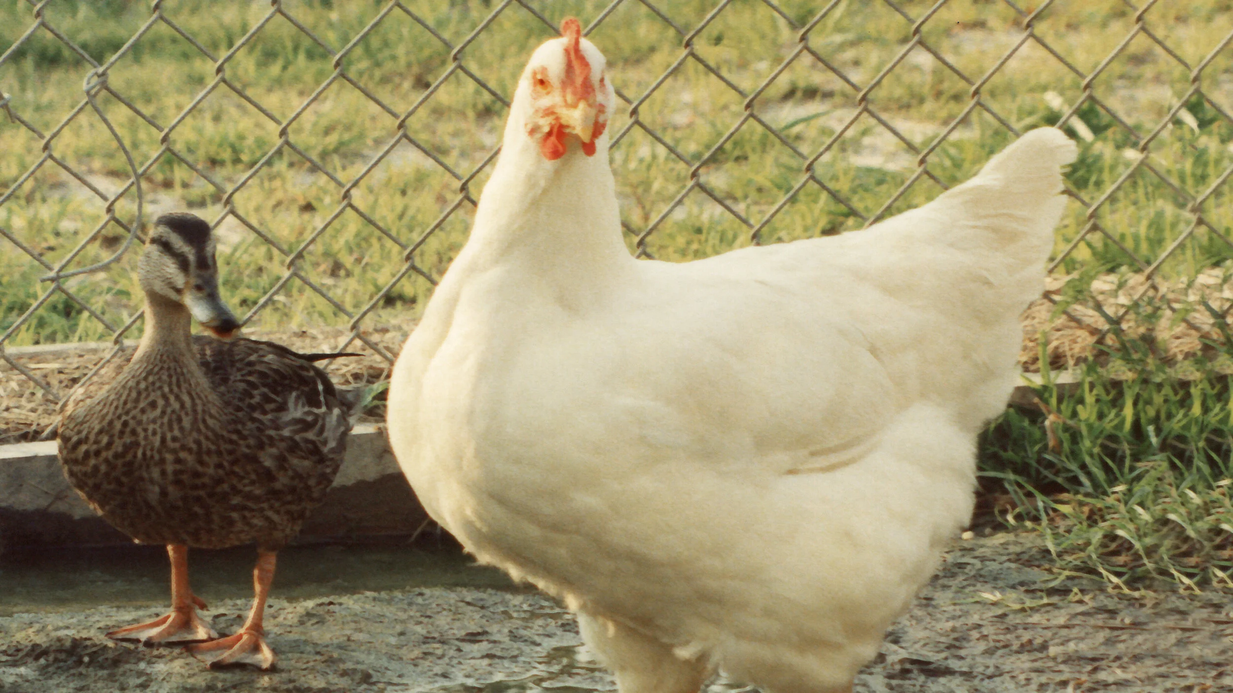 Obese chicken from PICKLE.jpg