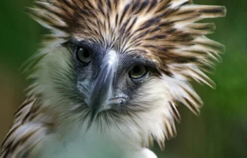 BIRD OF PREY