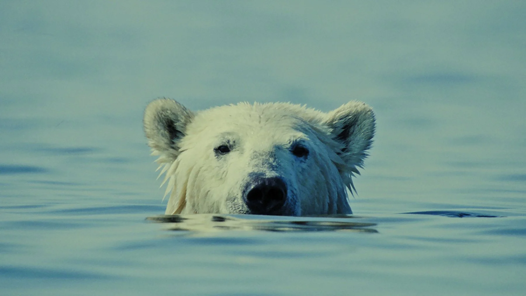 NUISANCE BEAR