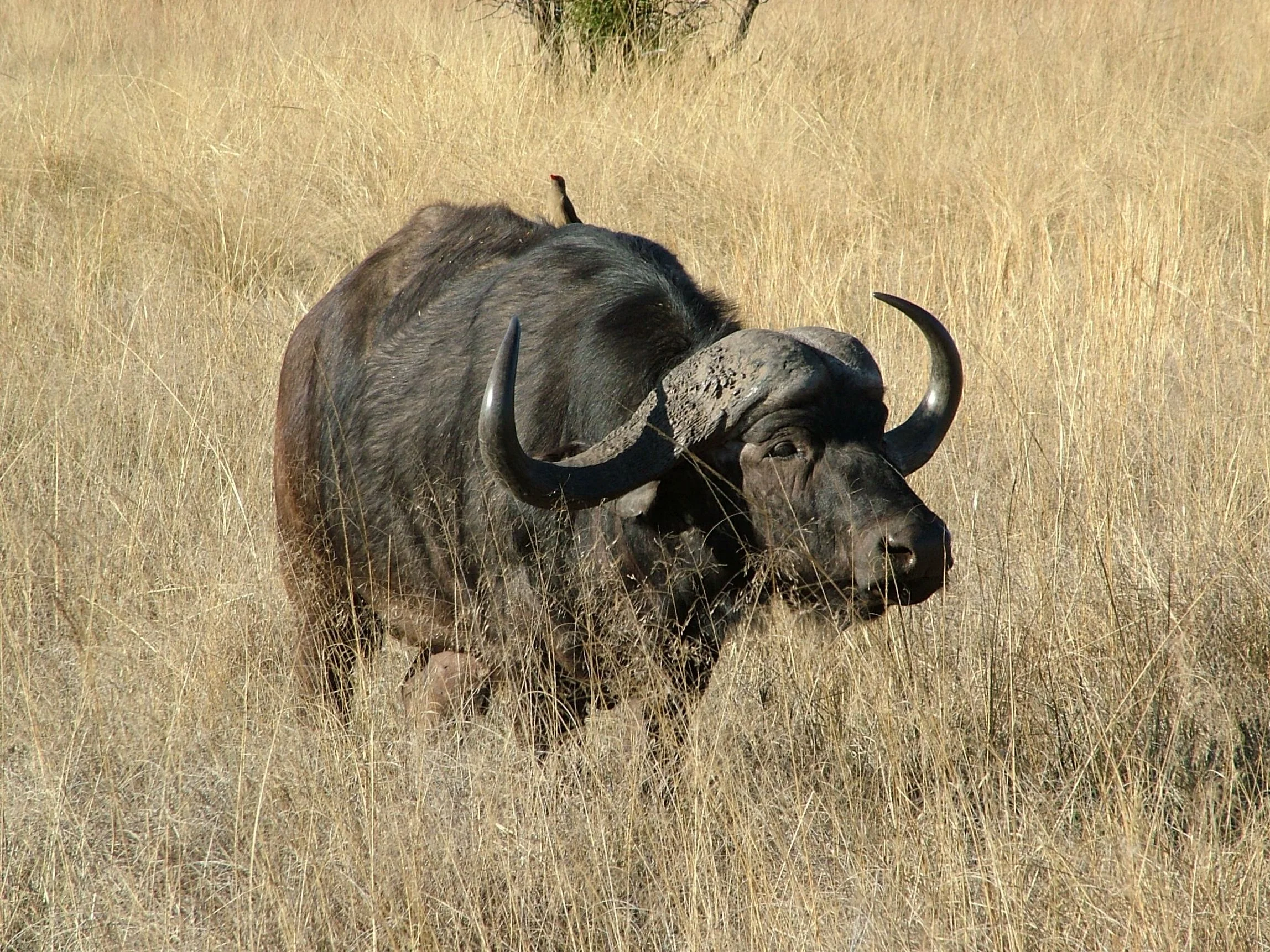 Cape Buffalo, African Continent 