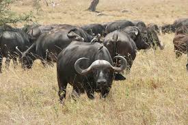  Cape Buffalo in Cameroon, African Continent